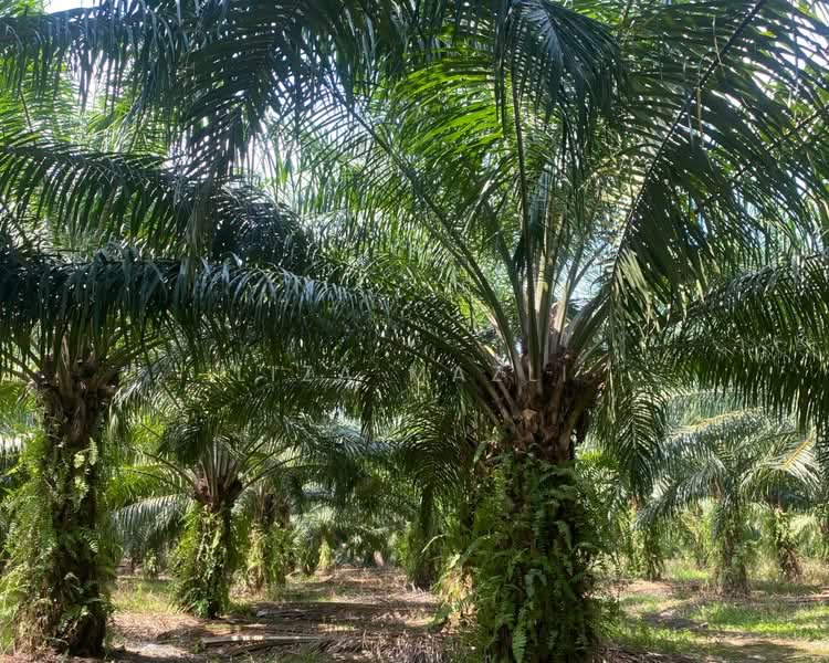Agricultural Land for Sale in Banting (Banting) - Liza Mazli - Agricultural Land - PropertyGuru.com.my