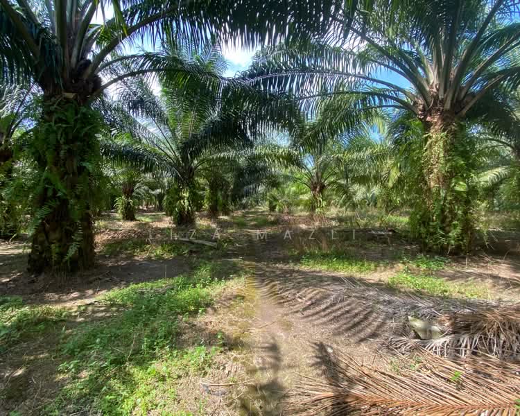 Agricultural Land for Sale in Banting (Banting) - Liza Mazli - Agricultural Land - PropertyGuru.com.my