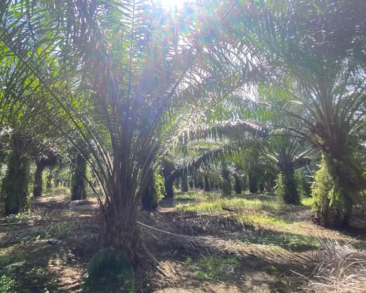 Agricultural Land for Sale in Banting (Banting) - Liza Mazli - Tanah Pertanian - PropertyGuru.com.my