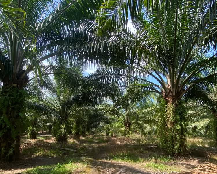 Agricultural Land for Sale in Banting (Banting) - Liza Mazli - Tanah Pertanian - PropertyGuru.com.my