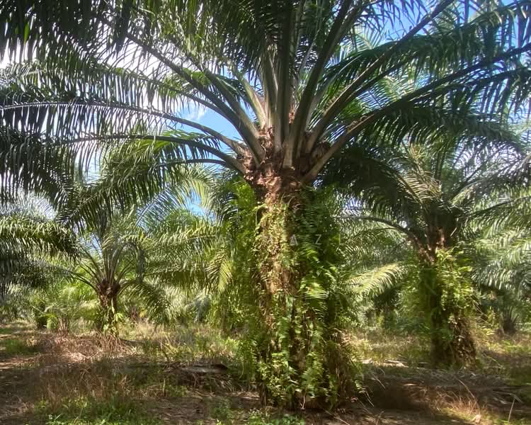 Agricultural Land for Sale in Banting (Banting) - Liza Mazli - Tanah Pertanian - PropertyGuru.com.my
