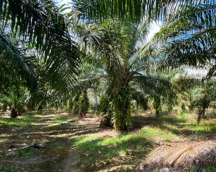 Agricultural Land for Sale in Banting (Banting) - Liza Mazli - Pokok - Pokok Kelapa Sawit - PropertyGuru.com.my