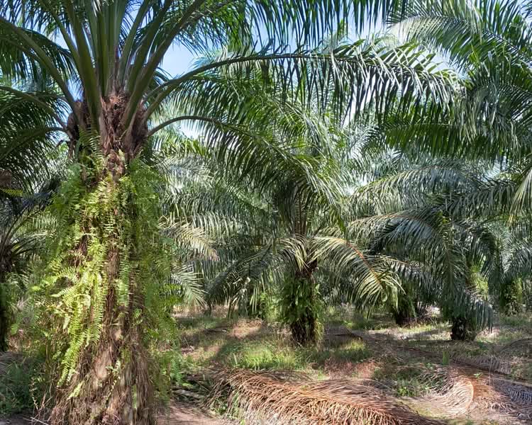 Agricultural Land for Sale in Banting (Banting) - Liza Mazli - Agricultural Land - PropertyGuru.com.my
