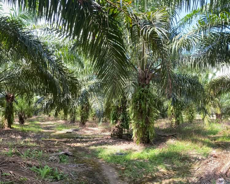 Agricultural Land for Sale in Banting (Banting) - Liza Mazli - Palm Oil Trees - PropertyGuru.com.my