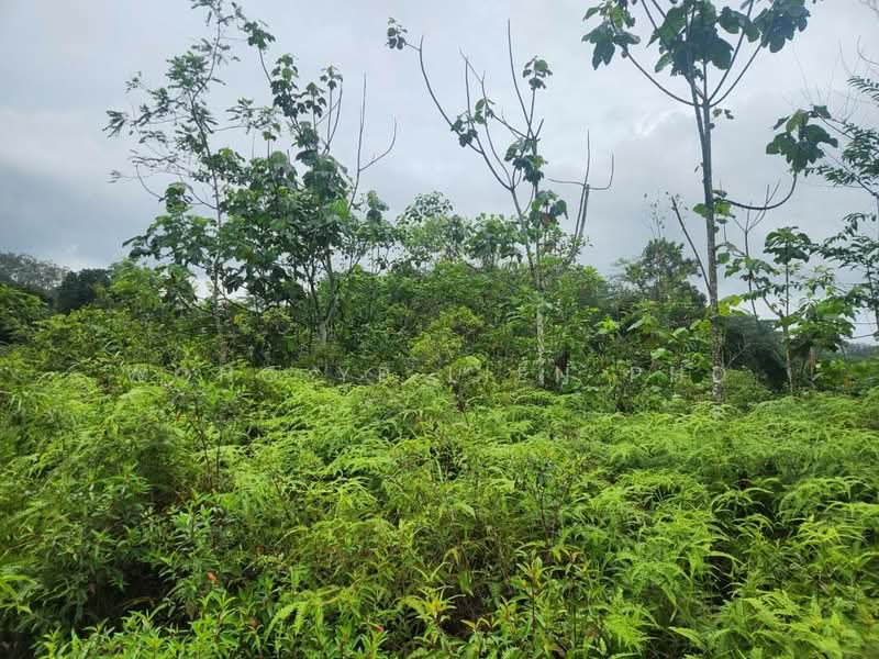 Tanah Pertanian untuk Disewa di Sungai Gumut (Selangor) - Wong Ye Lien PhD - Garden - PropertyGuru.com.my