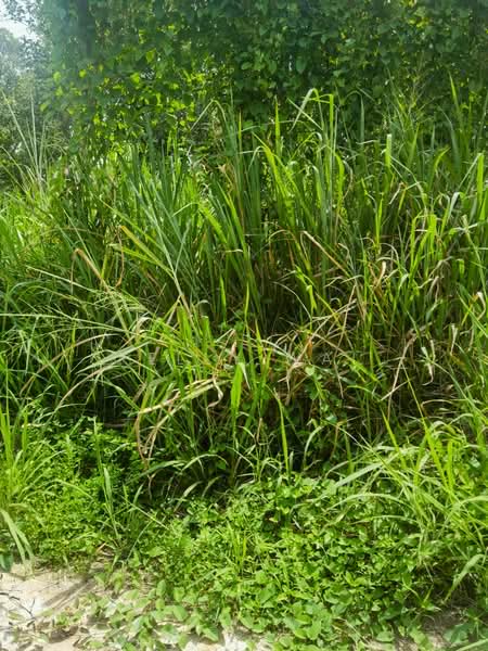 Tanah Perindustrian untuk Dijual di Pekan Nanas (Johor) - Kelly Wai - Exterior - PropertyGuru.com.my
