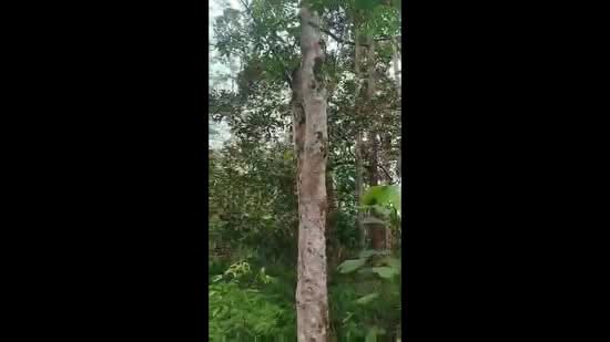 Agricultural Land for Sale in Karak (Pahang) - BC TAN - PropertyGuru.com.my