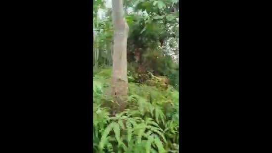 Agricultural Land for Sale in Karak (Pahang) - BC TAN - PropertyGuru.com.my