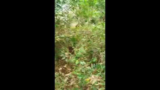 Tanah Pertanian untuk Dijual di Karak (Pahang) - BC TAN - PropertyGuru.com.my
