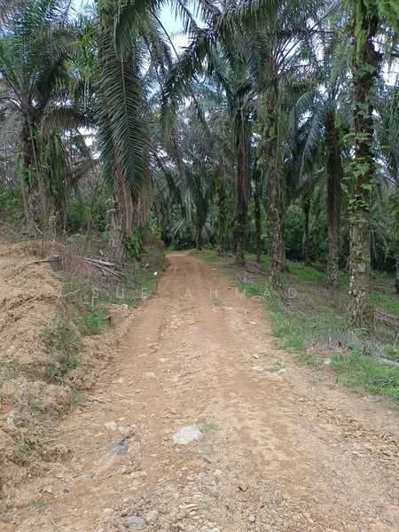 Tanah Pertanian untuk Dijual di Taiping (Perak) - Sue Ahmad - Exterior - PropertyGuru.com.my