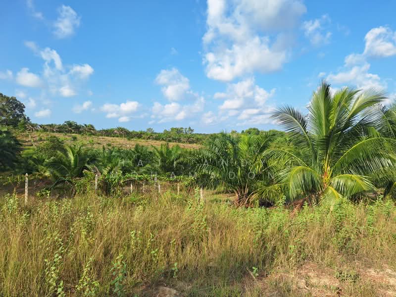 Tanah Pertanian untuk Dijual di Kampung Setajam (Pantai Timur) - Haji Andy Mohamadon - Exterior - PropertyGuru.com.my