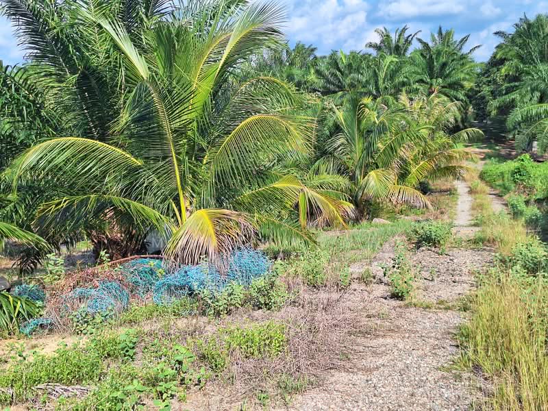 Tanah Pertanian untuk Dijual di Kampung Setajam (Pantai Timur) - Haji Andy Mohamadon - Exterior - PropertyGuru.com.my
