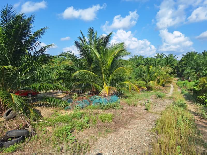 Tanah Pertanian untuk Dijual di Kampung Setajam (Pantai Timur) - Haji Andy Mohamadon - Exterior - PropertyGuru.com.my