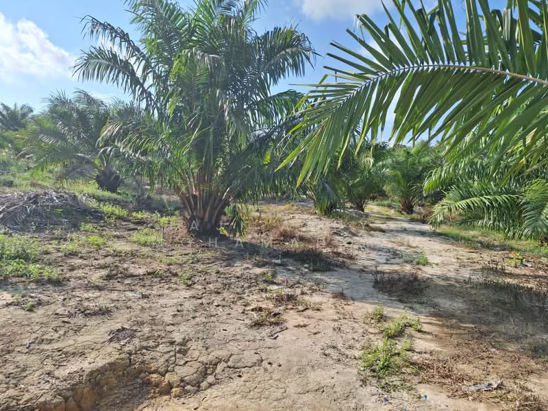 Tanah Pertanian untuk Dijual di Kampung Setajam (Pantai Timur) - Haji Andy Mohamadon - Exterior - PropertyGuru.com.my