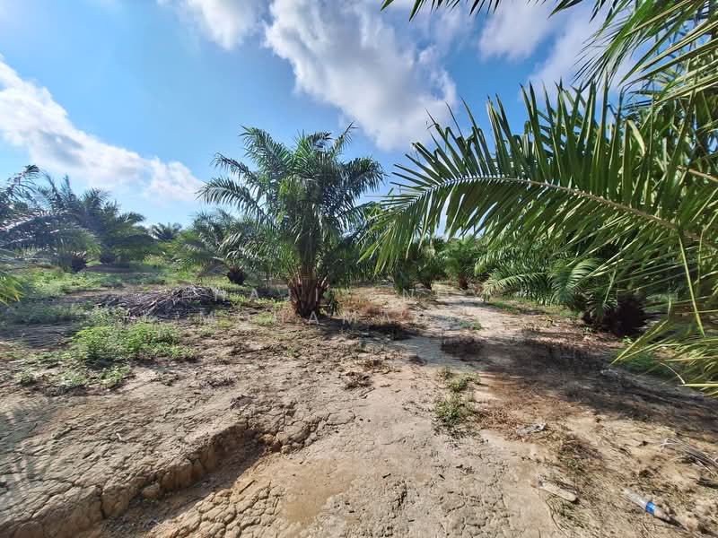 Tanah Pertanian untuk Dijual di Kampung Setajam (Pantai Timur) - Haji Andy Mohamadon - Exterior - PropertyGuru.com.my