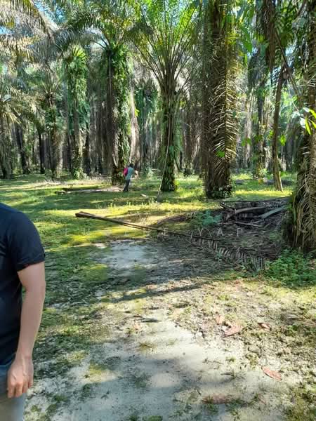 Agricultural Land for Sale in Bidor (Perak) - Eugene Yap - Garden - PropertyGuru.com.my