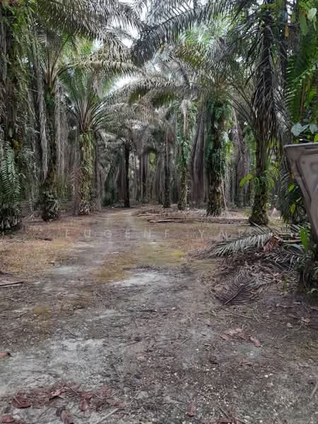 Agricultural Land for Sale in Bidor (Perak) - Eugene Yap - Exterior - PropertyGuru.com.my