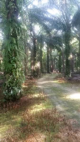 Agricultural Land for Sale in Bidor (Perak) - Eugene Yap - Exterior - PropertyGuru.com.my