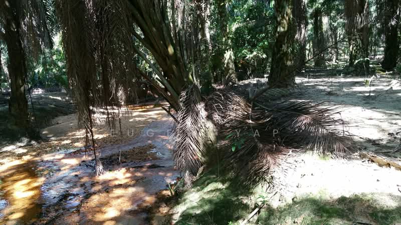 Agricultural Land for Sale in Bidor (Perak) - Eugene Yap - Exterior - PropertyGuru.com.my