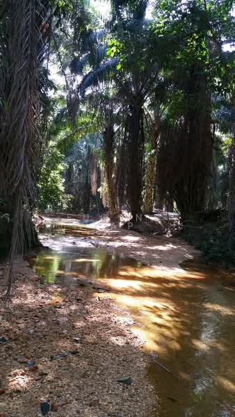 Agricultural Land for Sale in Bidor (Perak) - Eugene Yap - PropertyGuru.com.my