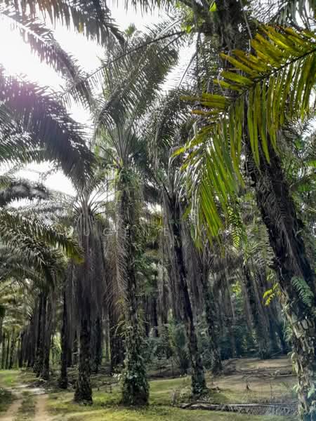 Agricultural Land for Sale in Bidor (Perak) - Eugene Yap - PropertyGuru.com.my