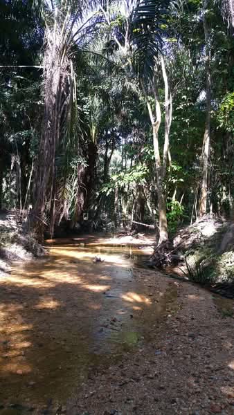 Agricultural Land for Sale in Bidor (Perak) - Eugene Yap - PropertyGuru.com.my