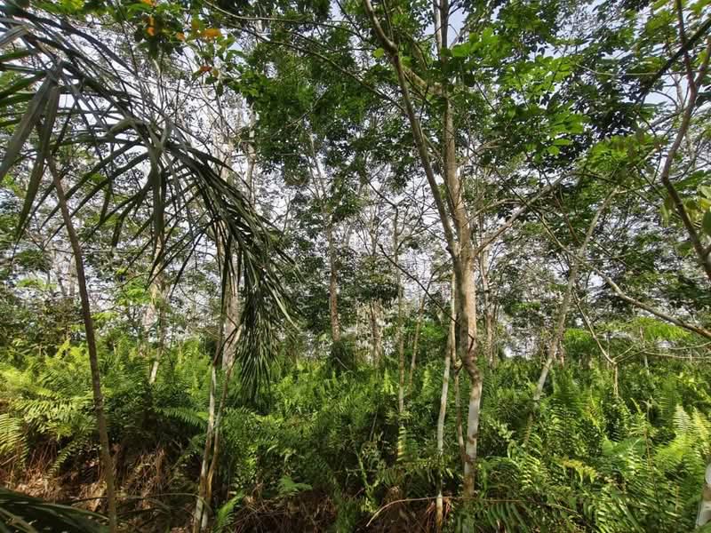 Agricultural Land for Sale in Pekan Nanas (Johor) - Jessie Tan - Garden - PropertyGuru.com.my