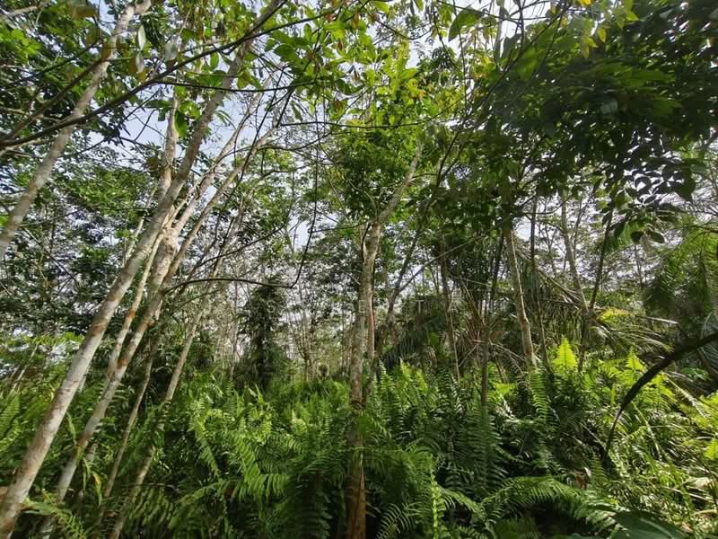 Agricultural Land for Sale in Pekan Nanas (Johor) - Jessie Tan - Exterior - PropertyGuru.com.my