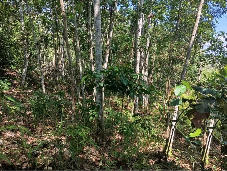 Tanah Pertanian untuk Dijual di Sungai Gumut (Selangor) - Wong Ye Lien PhD - Exterior - PropertyGuru.com.my