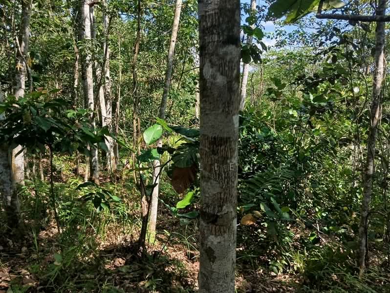 Tanah Pertanian untuk Dijual di Sungai Gumut (Selangor) - Wong Ye Lien PhD - Exterior - PropertyGuru.com.my