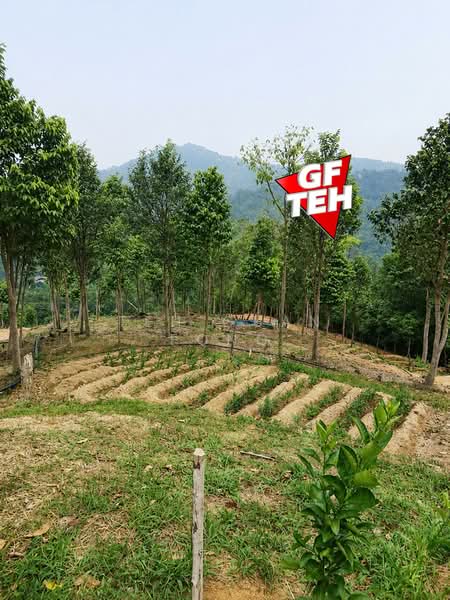Agricultural Land for Sale in Teluk Bahang (Penang) - Teh Guan Fong - Garden - PropertyGuru.com.my