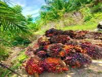 For Sale - Palm Oil Plantation 17,500 acres @ Sandakan, Sabah