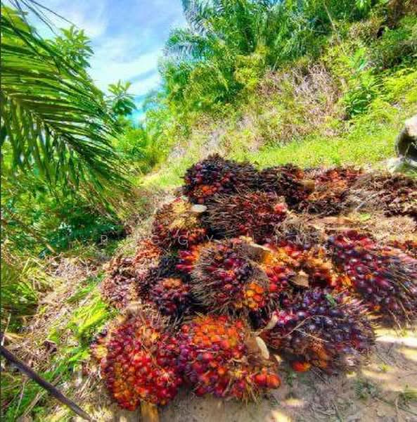 Agricultural Land for Sale in Sandakan (Sabah) - Peggy Lim - Exterior - PropertyGuru.com.my