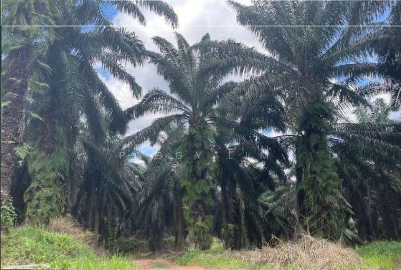 Agricultural Land for Sale in Sandakan (Sabah) - Peggy Lim - Exterior - PropertyGuru.com.my
