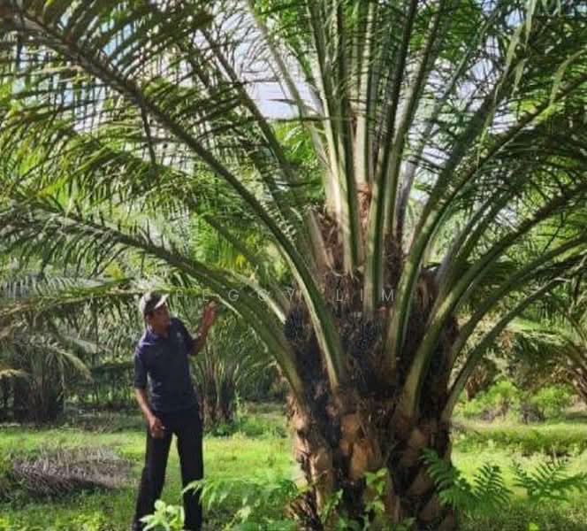 Agricultural Land for Sale in Sandakan (Sabah) - Peggy Lim - Exterior - PropertyGuru.com.my