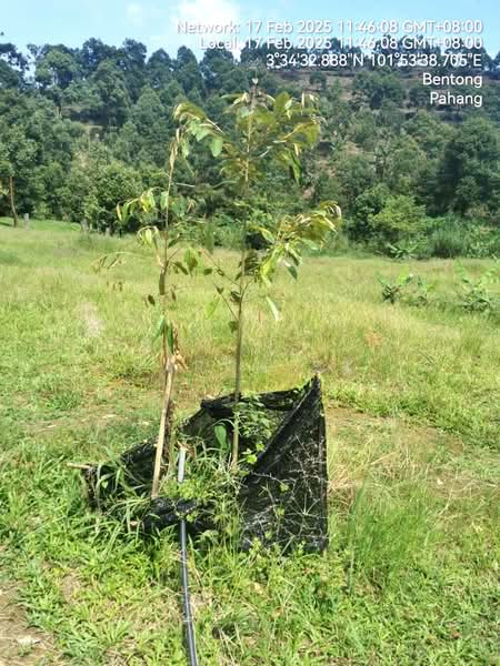 Agricultural Land for Sale in Bentong (Pahang) - Saran SK - Exterior - PropertyGuru.com.my