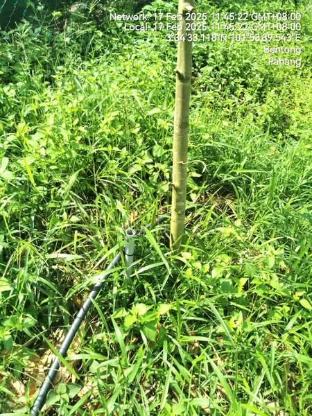 Agricultural Land for Sale in Bentong (Pahang) - Saran SK - Garden - PropertyGuru.com.my