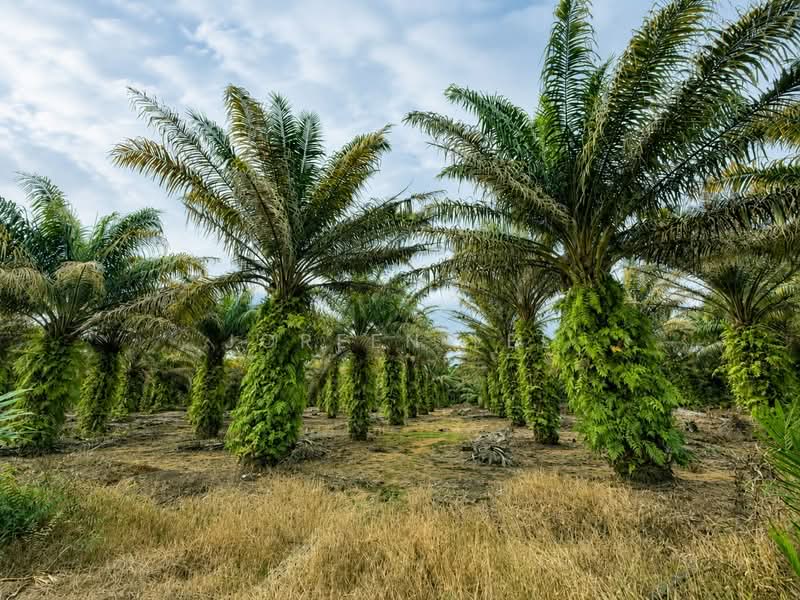 Agricultural Land for Sale in Pekan Nanas (Johor) - Joreen Lee - PropertyGuru.com.my