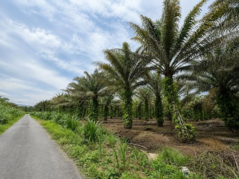 Agricultural Land for Sale in Pekan Nanas (Johor) - Joreen Lee - PropertyGuru.com.my
