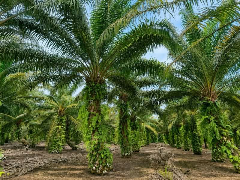 Agricultural Land for Sale in Pekan Nanas (Johor) - Joreen Lee - PropertyGuru.com.my