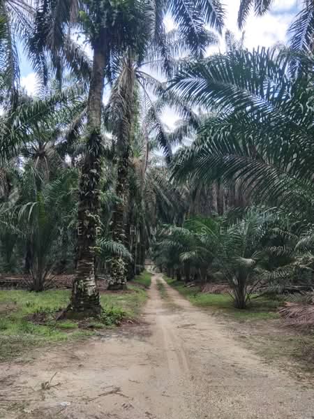 Agricultural Land for Sale in Sungkai (Perak) - Yee Hui Sew - PropertyGuru.com.my
