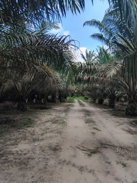 Agricultural Land for Sale in Sungkai (Perak) - Yee Hui Sew - PropertyGuru.com.my