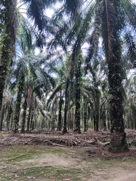 Agricultural Land for Sale in Sungkai (Perak) - Yee Hui Sew - PropertyGuru.com.my