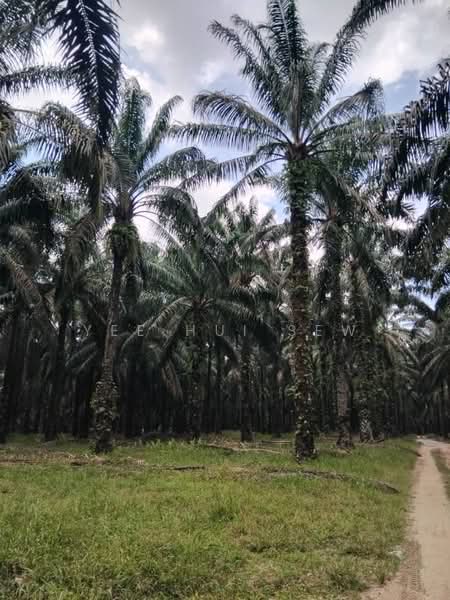 Agricultural Land for Sale in Sungkai (Perak) - Yee Hui Sew - PropertyGuru.com.my