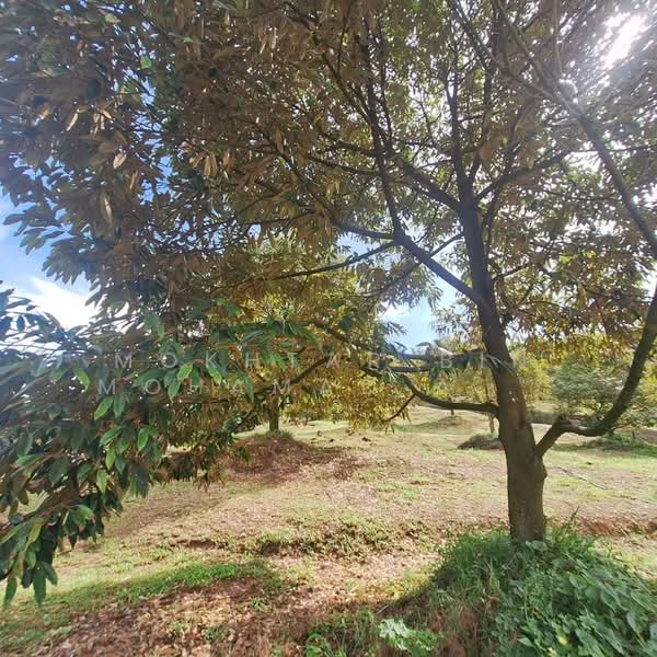 Agricultural Land for Sale in Rembau (Rembau) - Mokhtar Bin Mohamad Akhir - Garden - PropertyGuru.com.my