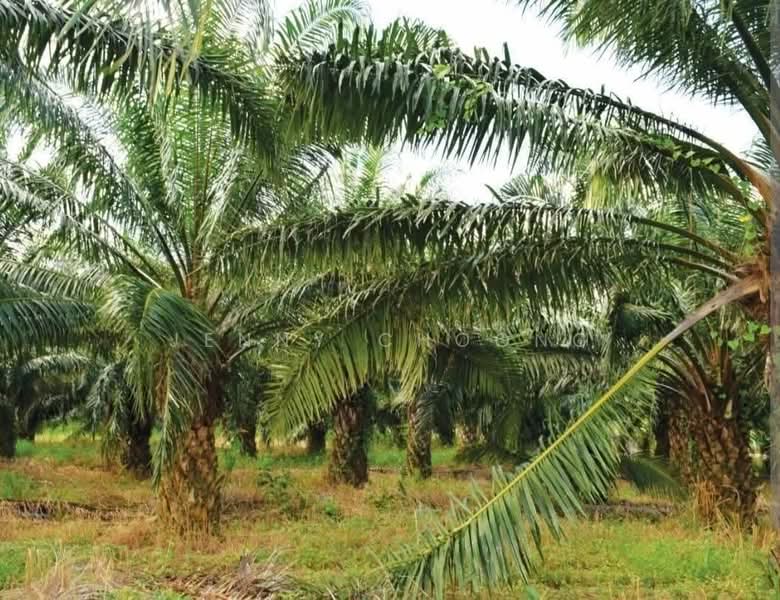 Agricultural Land for Sale in Sungai Siput (Perak) - Jenny Choong - Exterior - PropertyGuru.com.my