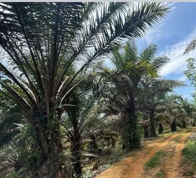 Agricultural Land for Sale in Sungai Siput (Perak) - Jenny Choong - Exterior - PropertyGuru.com.my