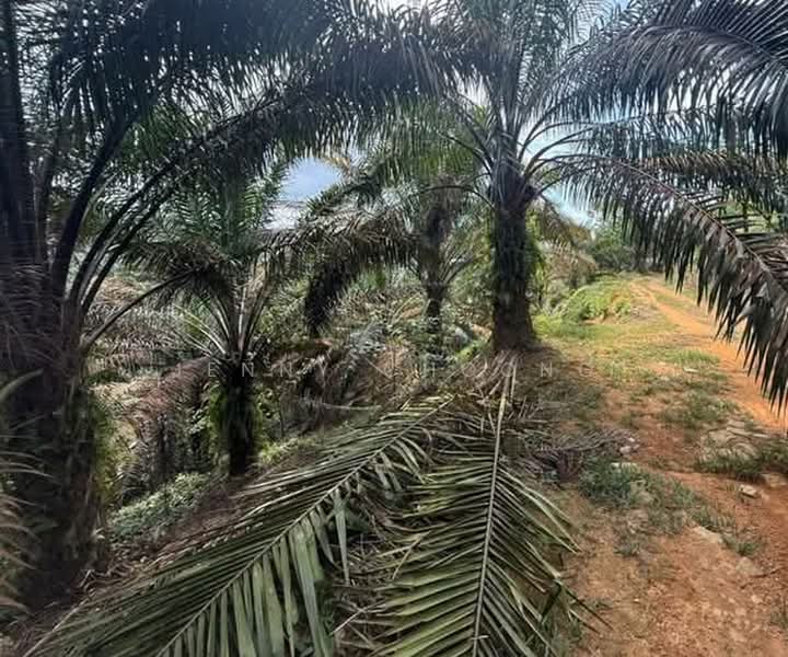 Agricultural Land for Sale in Kampung Baru Kuala Bikam (Sungkai) - Jenny Choong - Exterior - PropertyGuru.com.my