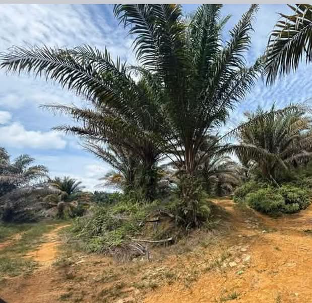 Agricultural Land for Sale in Kampung Baru Kuala Bikam (Sungkai) - Jenny Choong - Exterior - PropertyGuru.com.my