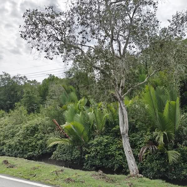 Agricultural Land for Sale in Bako (Kuching) - Sherene Kok - Exterior - PropertyGuru.com.my